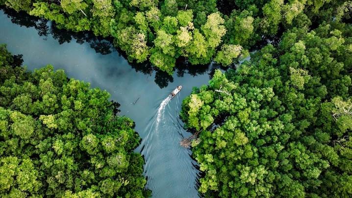 Drone photo of an outboard motor within a mangrove forest.