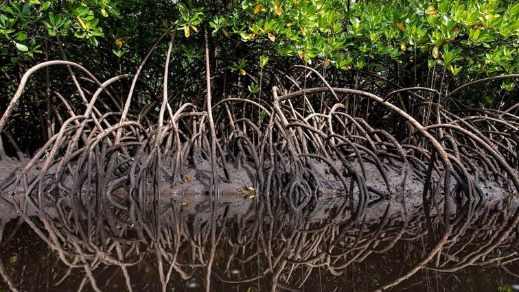 A head-on view of mangrove roots curling into the water.