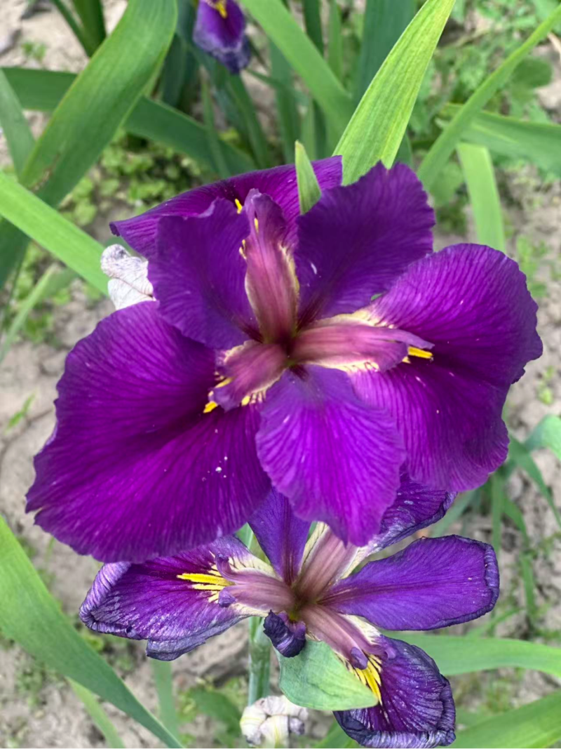 约瑟芬皇后.jpg