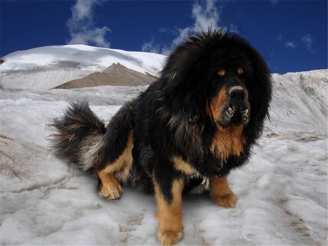 西藏野狗围攻雪豹，传言只认一主人，曾2000万一条如今流浪街头