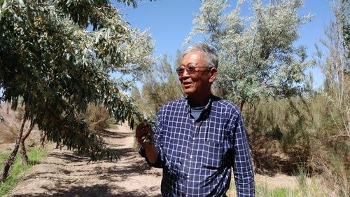 70岁的内蒙古阿拉善盟政协原主席苏和，十四年来坚持植树治沙，被誉为“黑城植树治沙老愚公”。