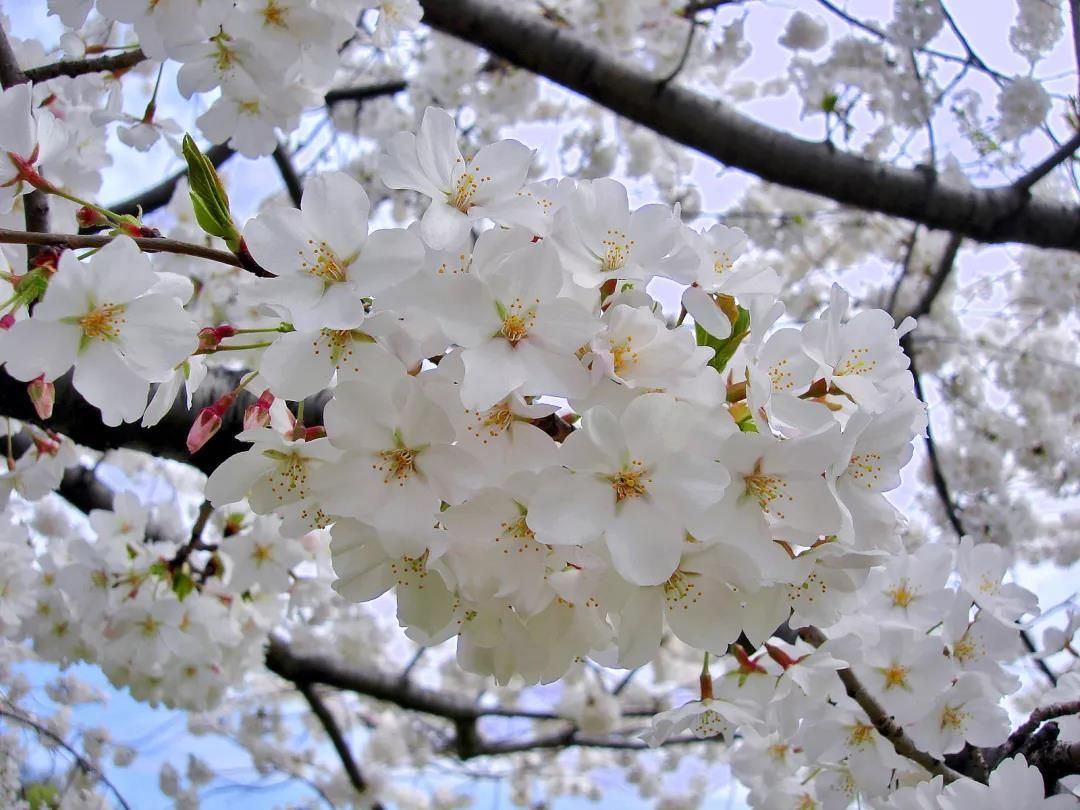 樱花有长长的花梗,花药始终是黄色的.图为染井吉野樱.