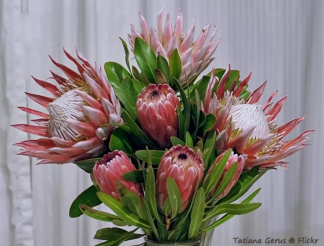 南非！为什么把帝王花作为国花？来一睹“花中之王”的风采！|南非|帝王花|国花_新浪新闻