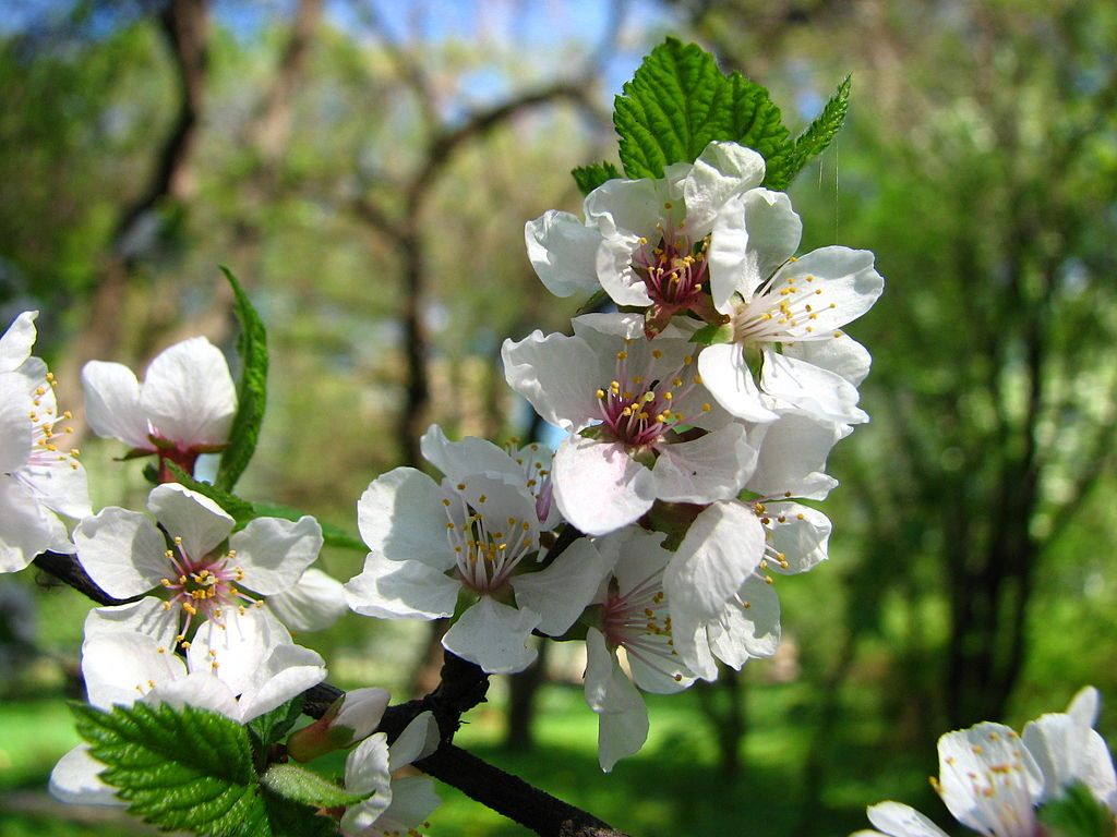 春天的樱桃花的高清图片-千叶网