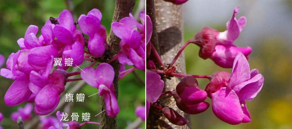 虽然紫荆也有五枚花瓣,且有旗瓣,翼瓣和龙骨瓣之分,但却不是蝶形花冠.