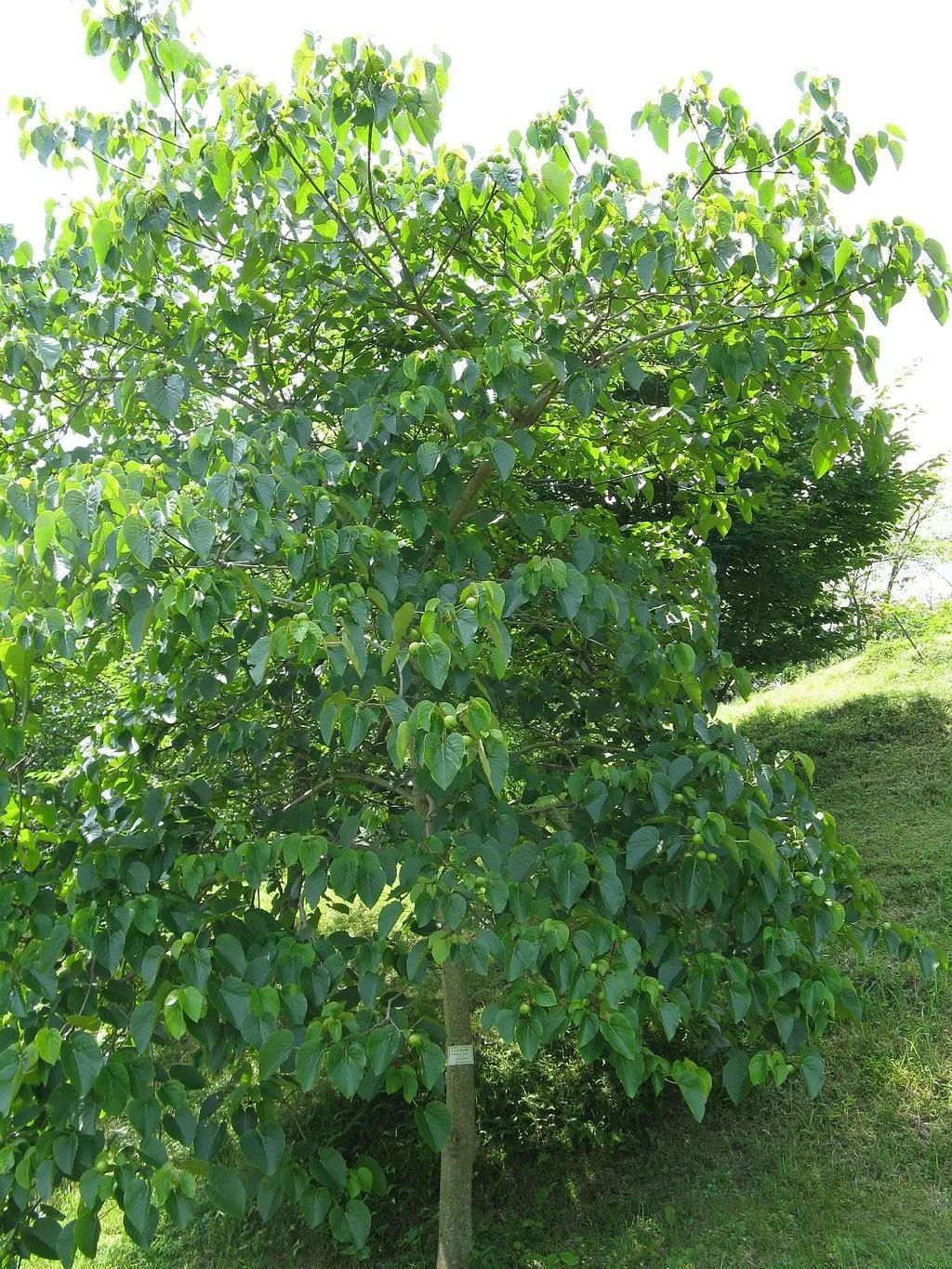 油桐(vernicia fordii)隶属于大戟科油桐属,是一种落叶乔木,树高可达