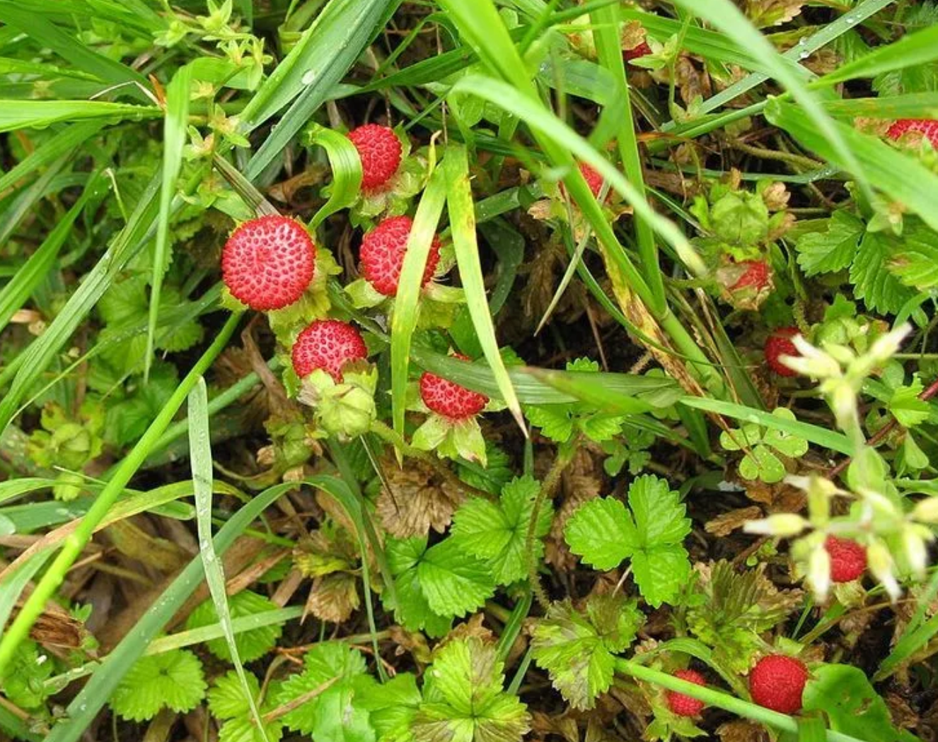 有一种草莓叫“蛇莓”，可以吃但是你会后悔