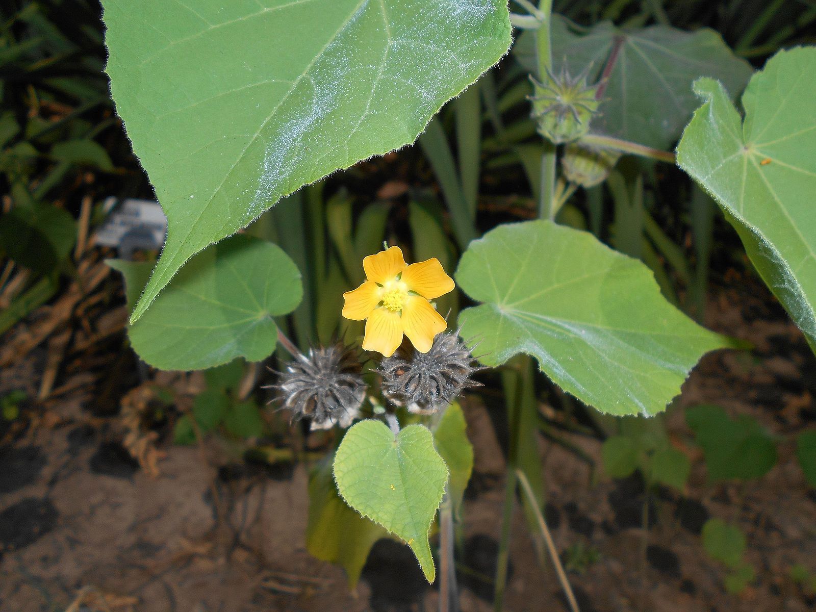 刺蒴麻-神农架植物-图片