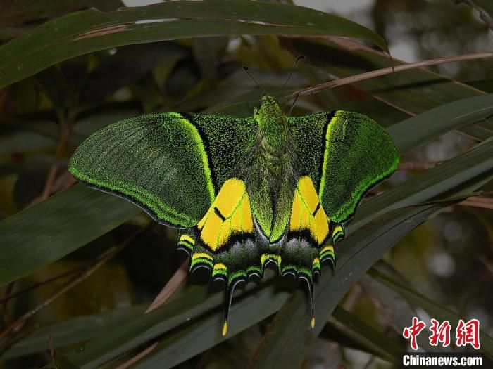 图为国家一级重点保护动物金斑喙凤蝶。　广西林业局供图