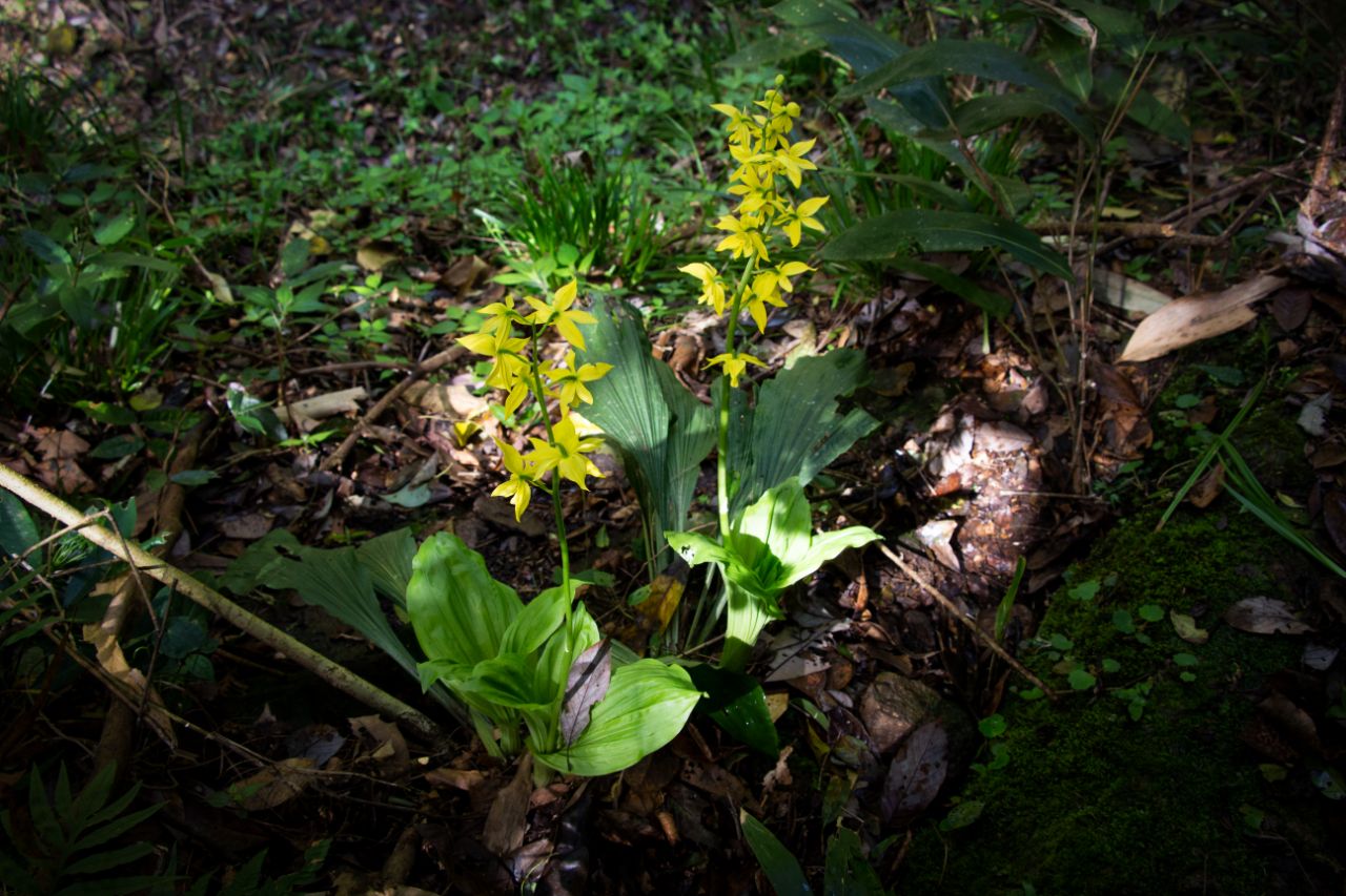 江西阳际峰保护区大黄花虾脊兰