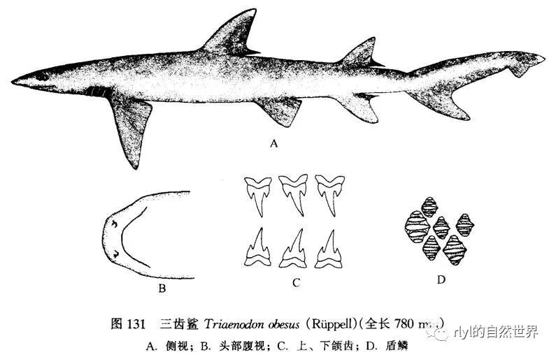 苗栗西滨海洋生态园区拍摄灰三齿鲨,又译三齿鲨,又称白顶礁鲨(white