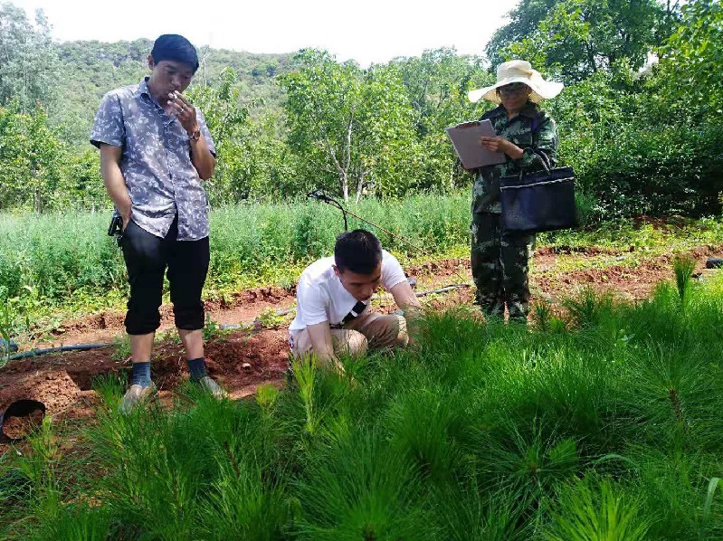 石林林场苗圃的苗木进行场地检验,检疫