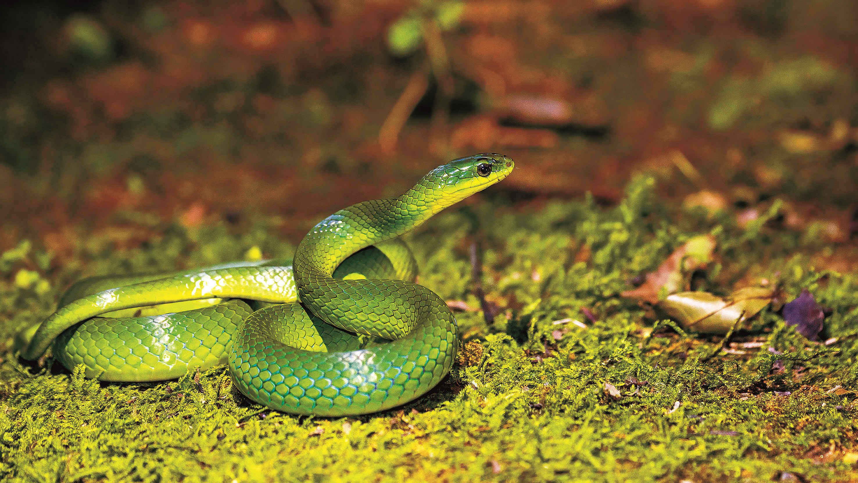 虎斑颈槽蛇可不是微毒蛇 - 哔哩哔哩