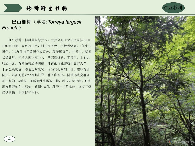 珍稀野生動(dòng)植物圖集_14