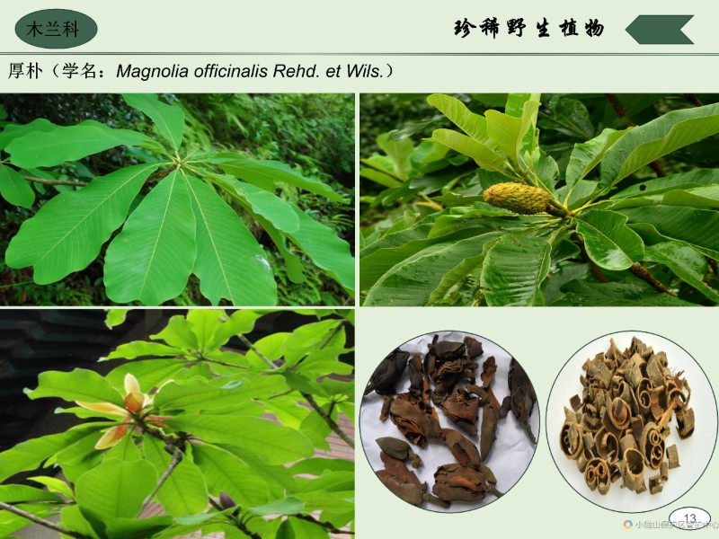 珍稀野生动植物图集_23