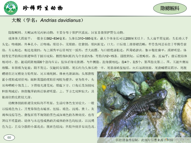 珍稀野生动植物图集_70