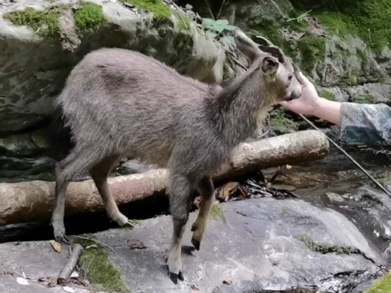 視頻預(yù)覽圖