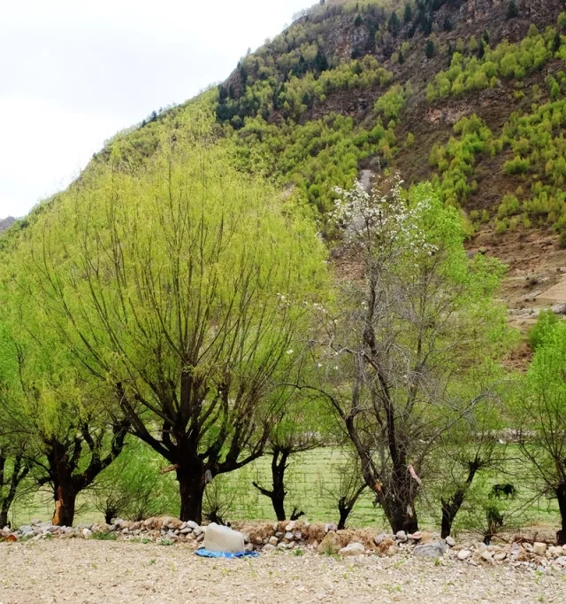 寻找十二世噶玛巴出生地