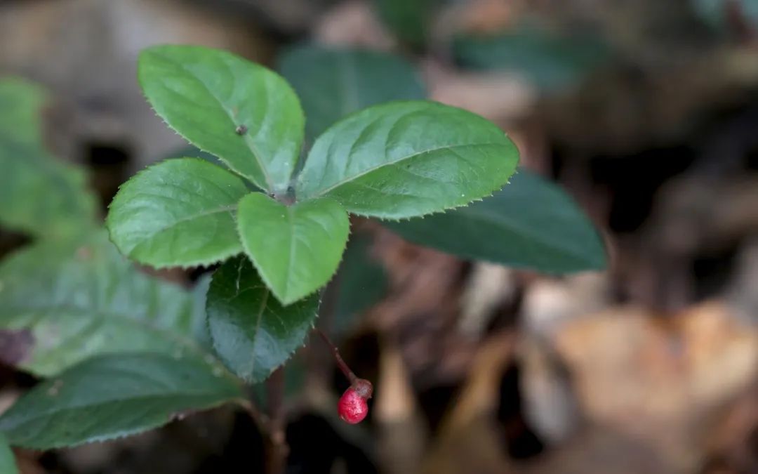 冷背药材——紫金牛