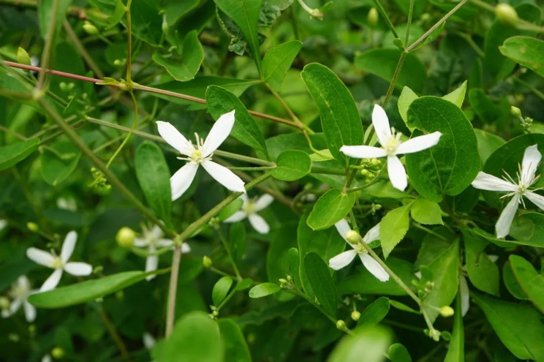 棉团铁线莲 clematis hexapetala pall. 图片来源:冬凌草