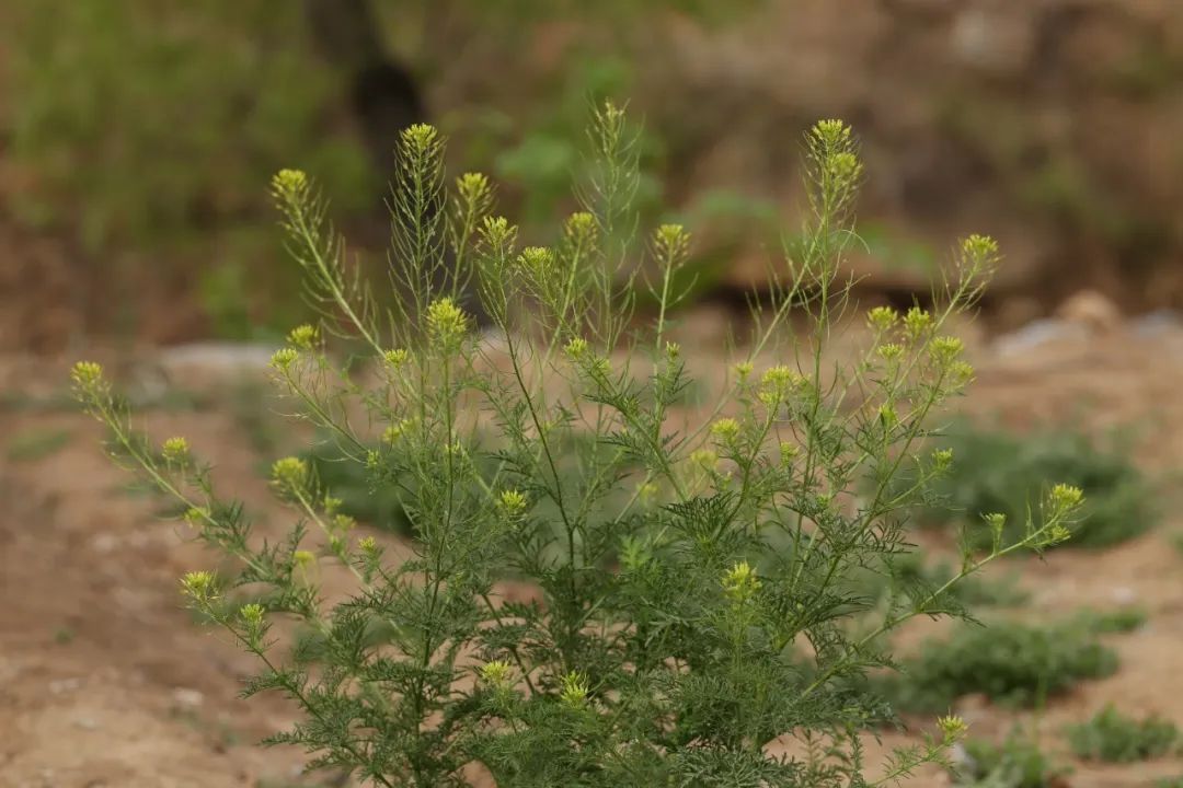 的干燥根皮 本品为十字花科植物播娘蒿descurainia sophia(l webb.