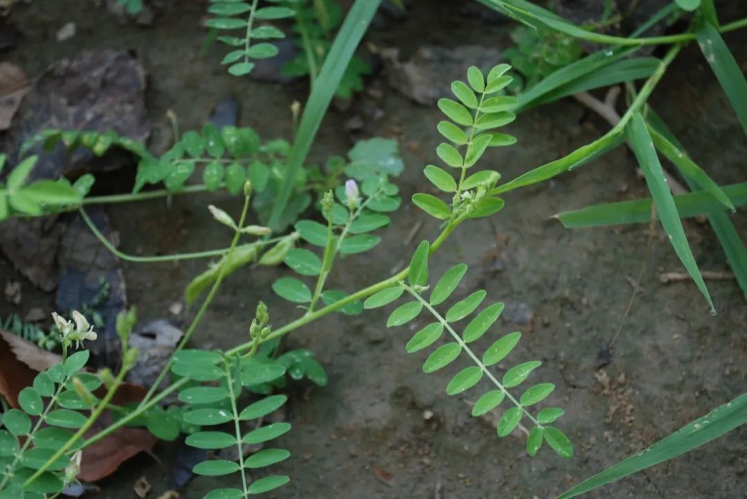 本品为豆科植物扁茎黄芪a