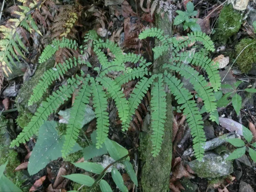 北京大山里的那些民间草药(一)