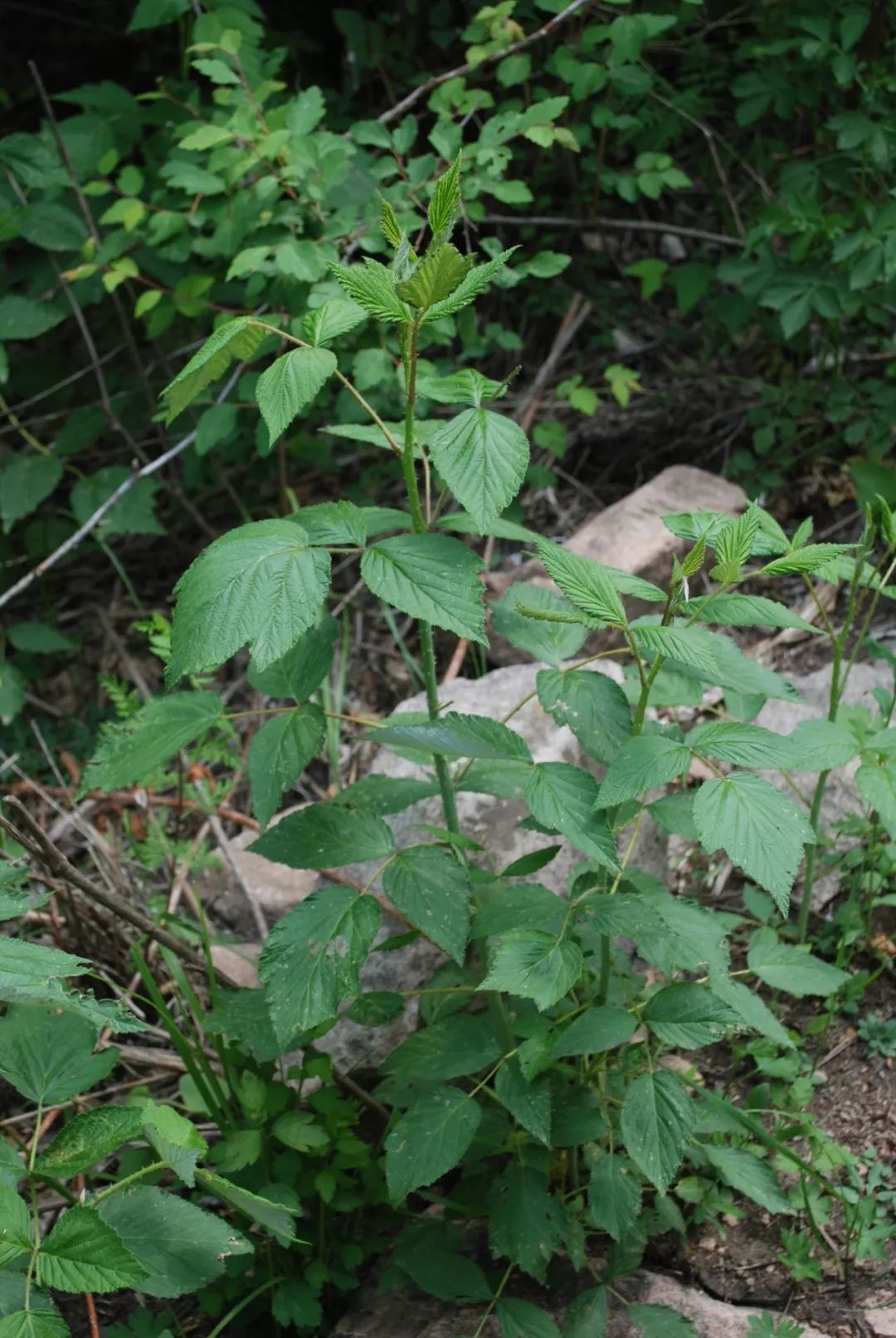 北京大山里那些民间草药(二)