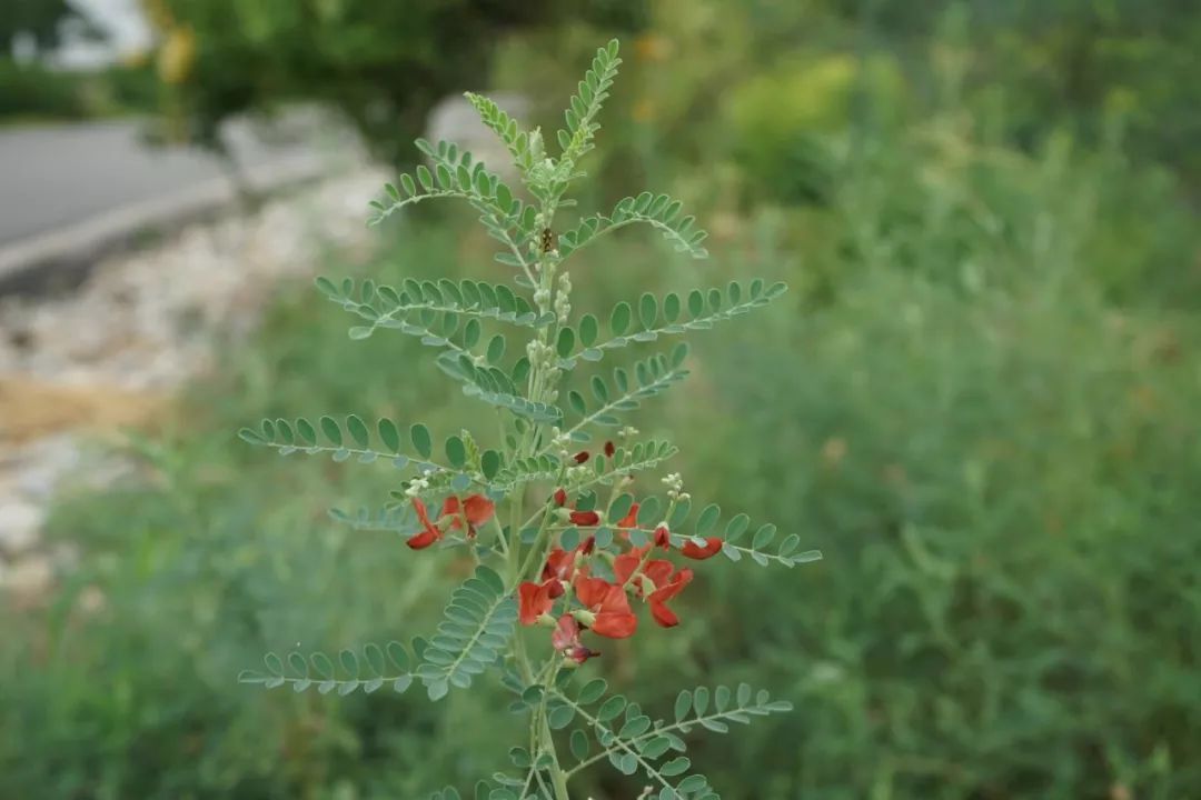 北京大山里那些民间草药(二)