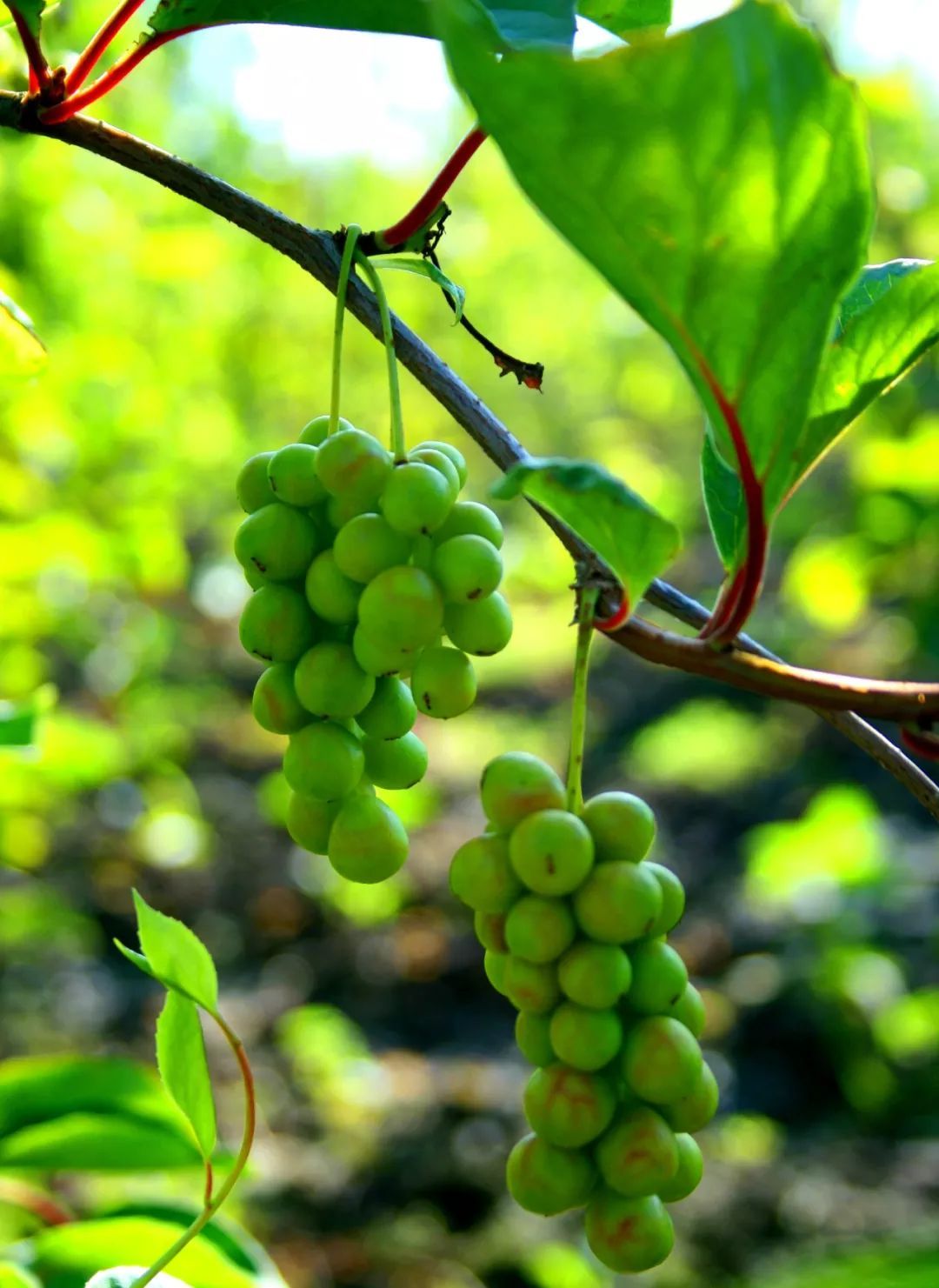 北五味子 Bei Wu Wei Zi / North Schisandra chinensis Berry - TCM Herbs USA 颐安行