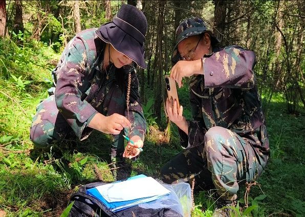 甘肃洮河国家级自然保护区首次发现太白山鸟巢兰.jpg