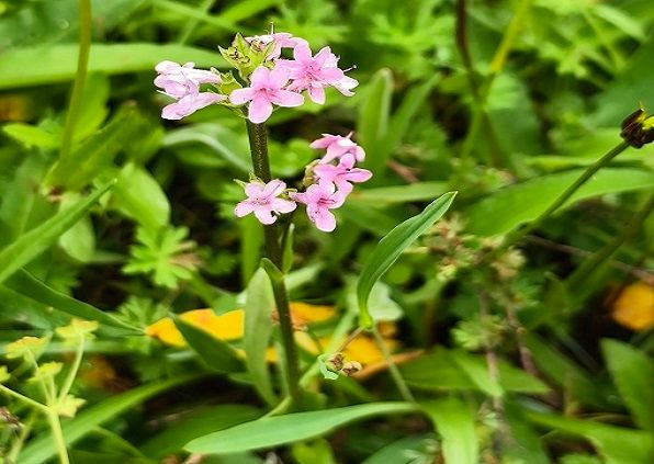 洮河保护区发现国家重点野生保护植物新种—匙叶甘松 (3).jpg