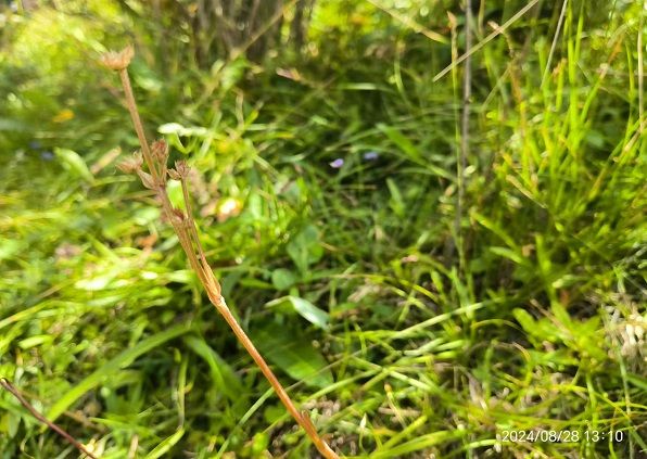 洮河保护区发现国家重点野生保护植物新种—匙叶甘松.jpg