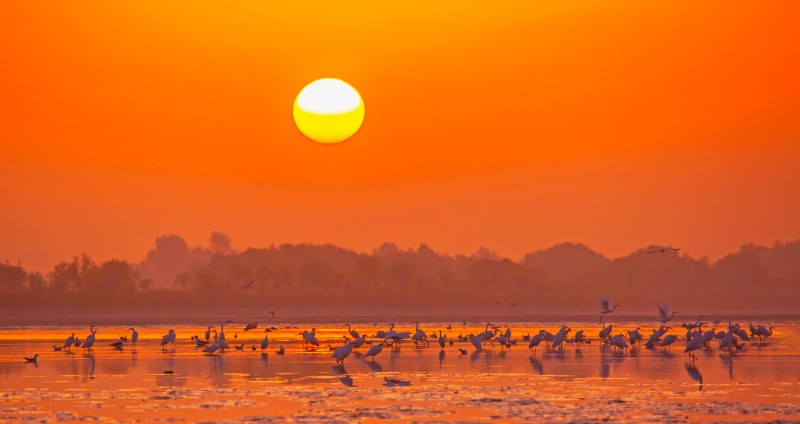 鹭迎朝阳,2019年10月20日,高台大湖湾金秋的高台黑河湿地,近年来加大湿地保护力度,大批的候鸟在这里栖息,形成了人与自然和谐共生的画卷.