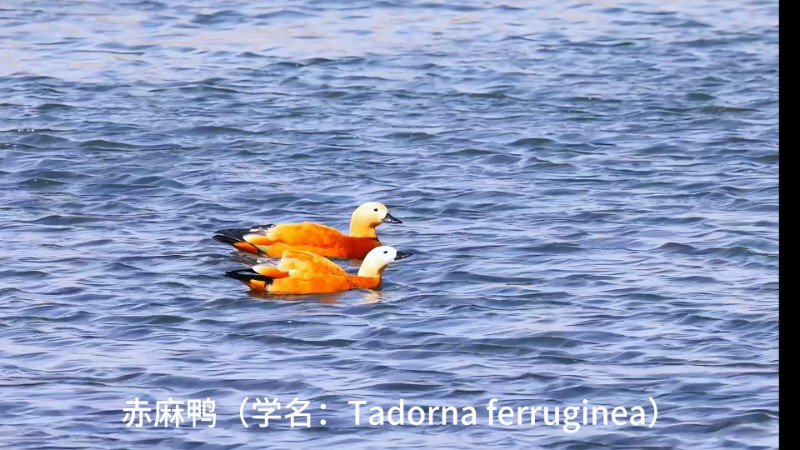 視頻預(yù)覽圖
