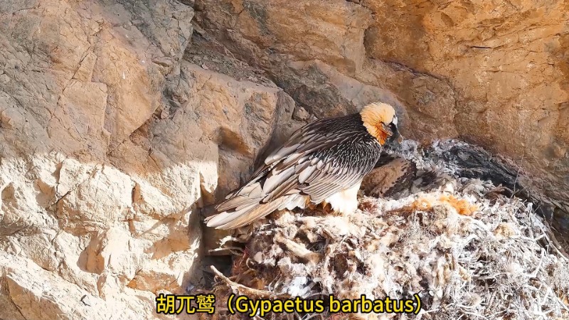 視頻預覽圖
