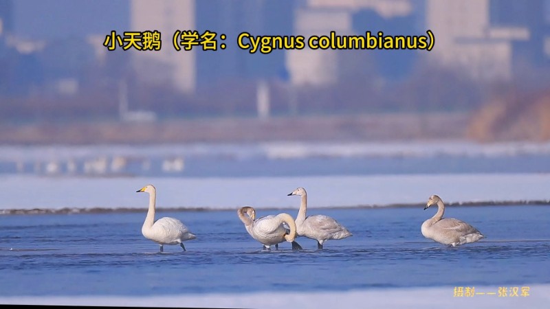 視頻預(yù)覽圖