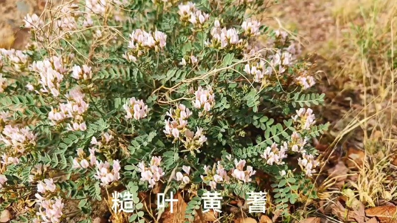 視頻預(yù)覽圖