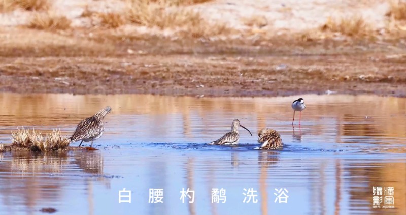 视频预览图