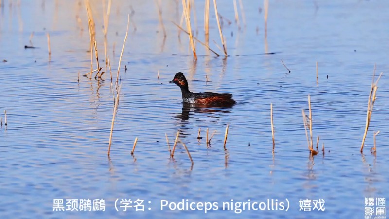 視頻預覽圖