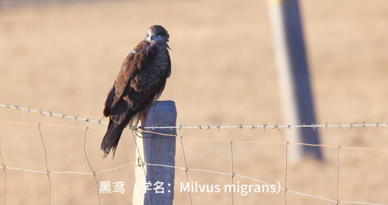 視頻預(yù)覽圖