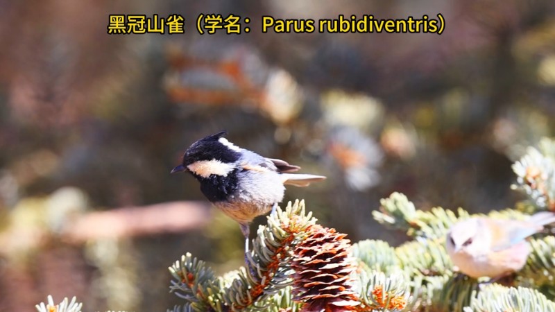 视频预览图