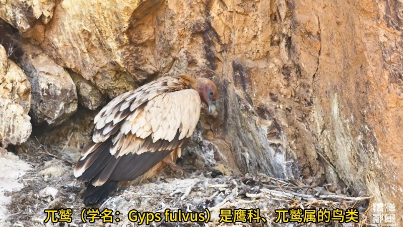 视频预览图