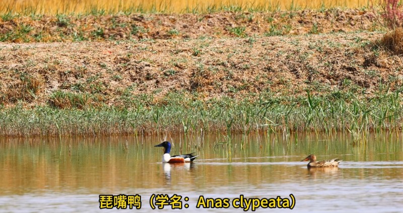 视频预览图