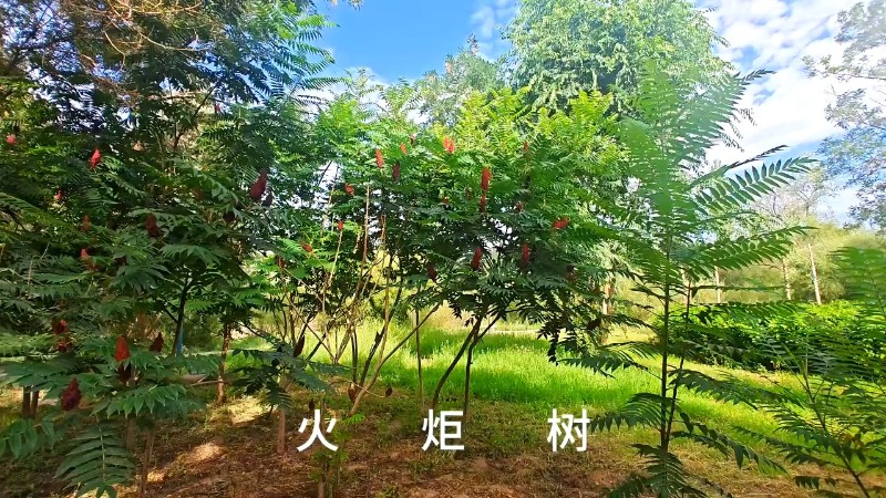 视频预览图