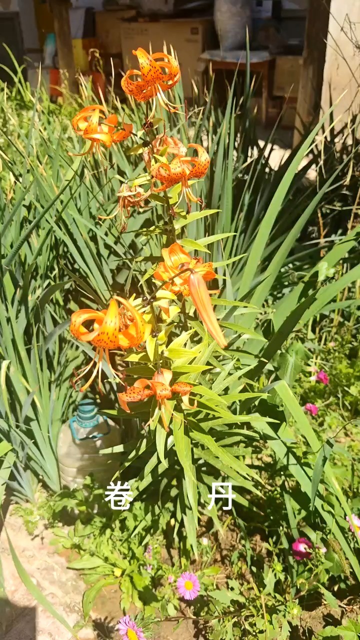 视频预览图