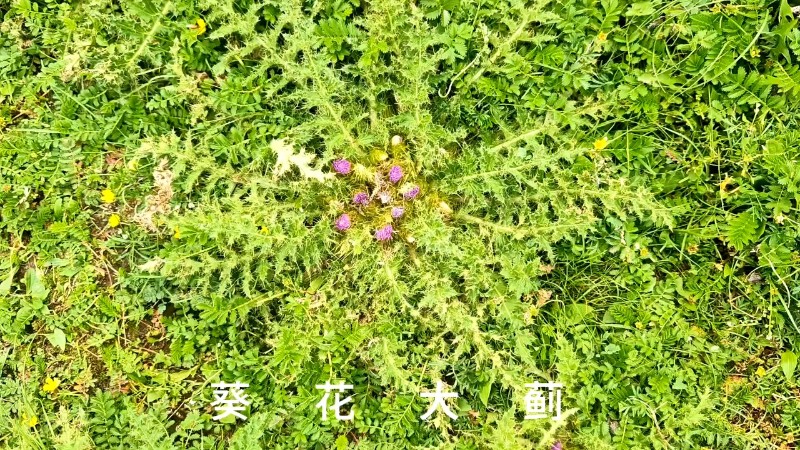 视频预览图