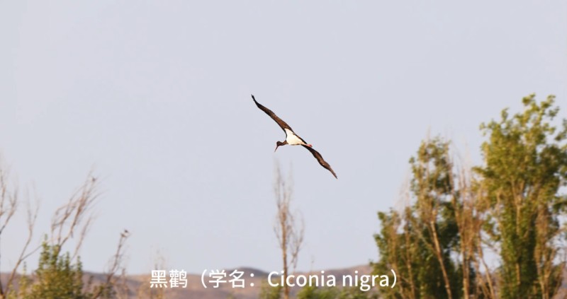 视频预览图