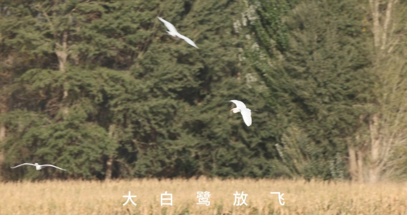 视频预览图
