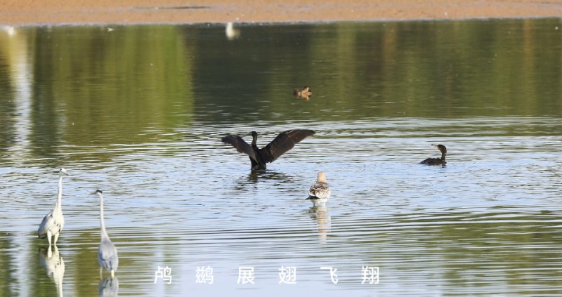 视频预览图